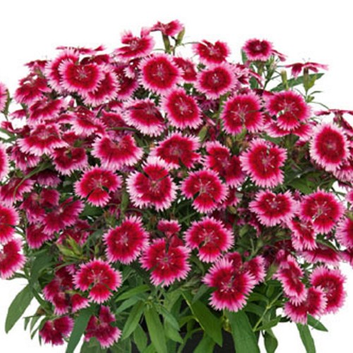 Dianthus 'SUMMER DIAMONDS Little Dark Pink Eye' - Nelk 'SUMMER DIAMONDS Little Dark Pink Eye'  